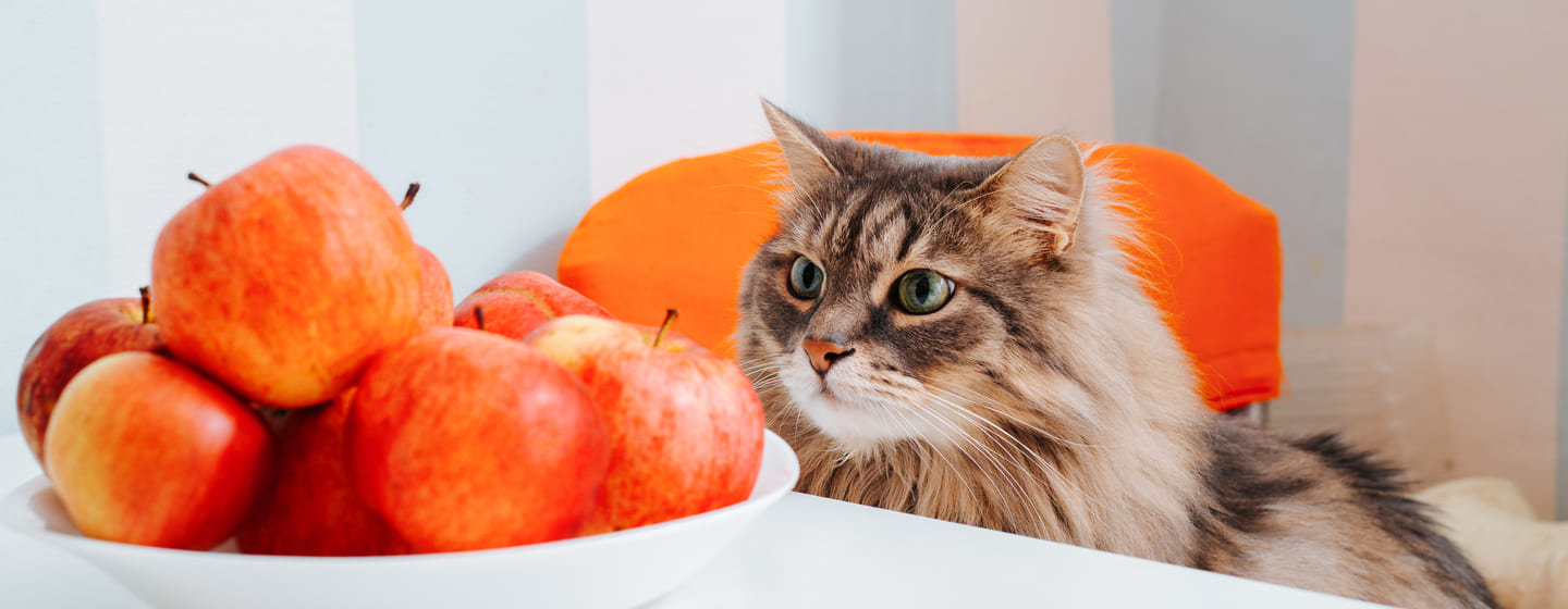 can-cats-eat-apples